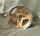 Campagnolo Leichtmetallfelgen Gold für Lancia Fulvia Serie 2 & 3 8x13 ET -4